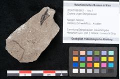 Foto (Objekt + Etikett) von Zostera ungeri Ettingshausen (NHMW-GEO-2024-0188-6661)